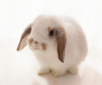 うさちゃん